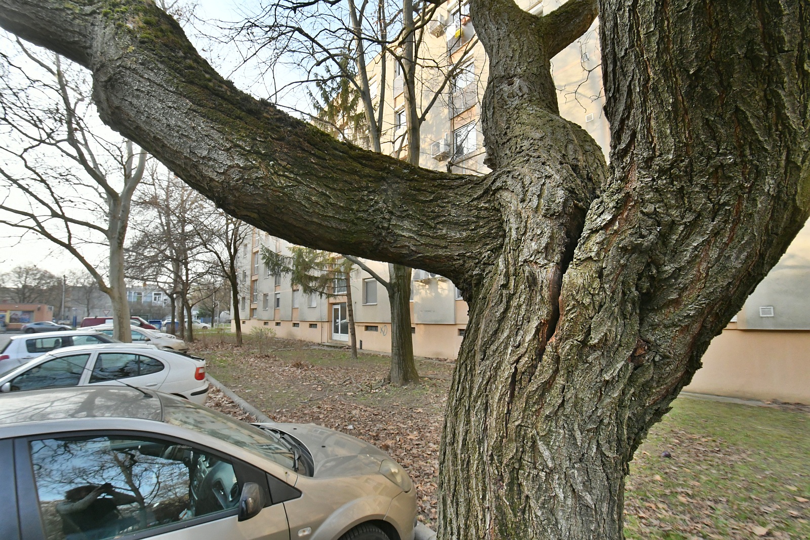 Korhadás miatt balestveszélyessé vált fákat kell kivágni a Gáz utcai garázssornál